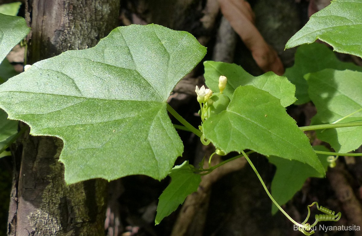 Zehneria maysorensis Arn.